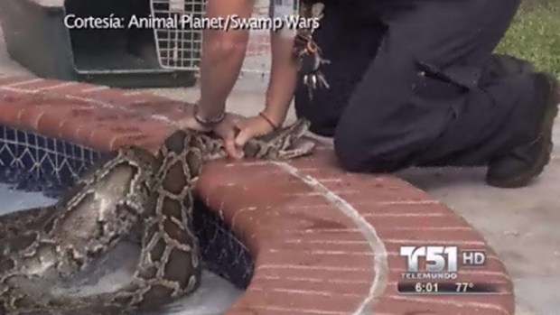 Video: Sorpresa navideña en la piscina