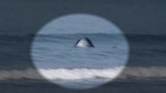 Ballena mata a tiburón