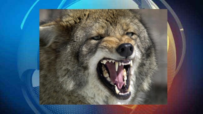 Niña termina en fauces de coyote
