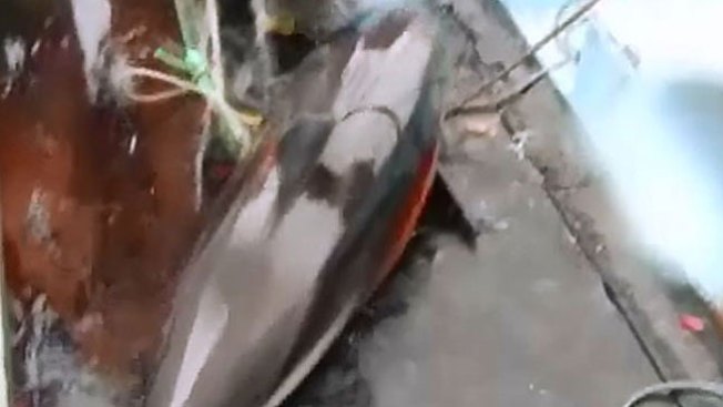 Denuncian masiva matanza de delfines