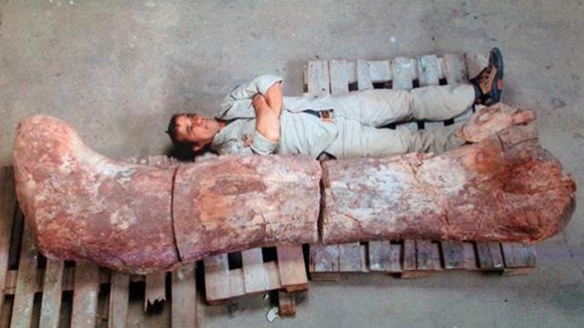 Dinosaurio rompe records de tamaño