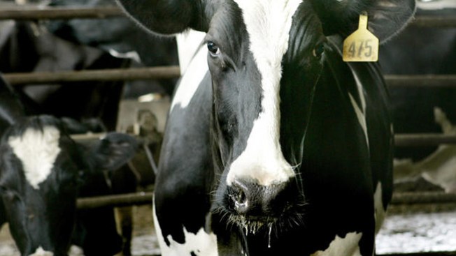 7 consejos para ir a la San Mateo County Fair